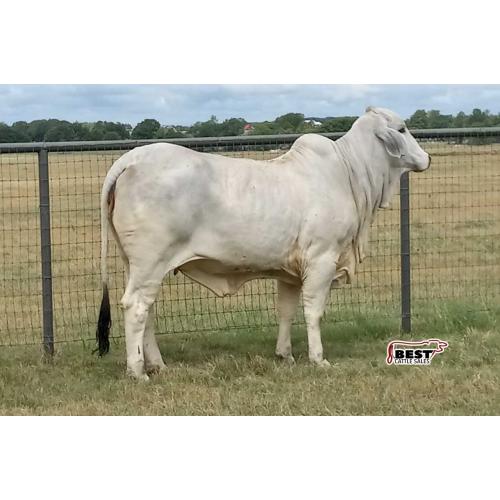 LOT 047 - MISS WOLF MANSO 89/0 OR LOT 043 - MISS WOLF MANSO 80/0 (B)