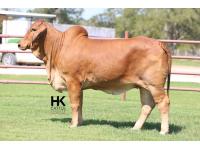 LOT  15 - 	HK MS. COLOSSAL X-RAY 151