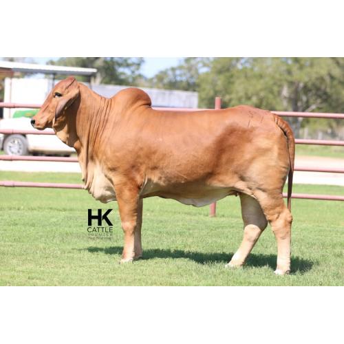 LOT  15 - 	HK MS. COLOSSAL X-RAY 151