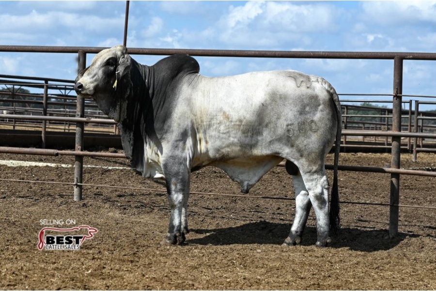 LOT 05 - SRW MR. FLYING W 560/2