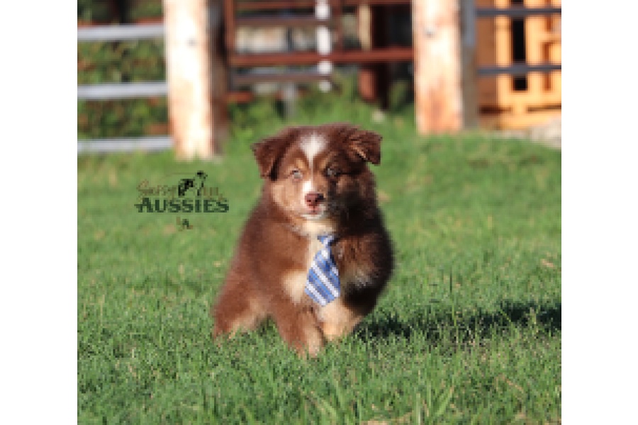 LOT 14 - REGISTERED RED TRI MALE MINI AUSTRALIAN SHEPHERD