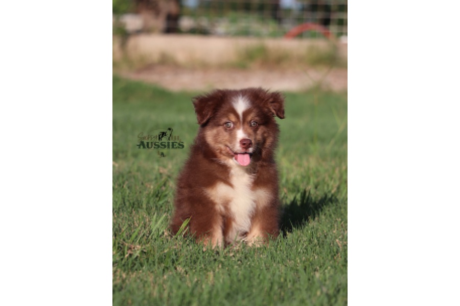 LOT 14 - REGISTERED RED TRI MALE MINI AUSTRALIAN SHEPHERD