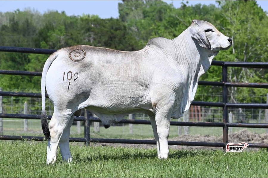 LOT 01 - MR BER WOODWARD RESERVE 109/1