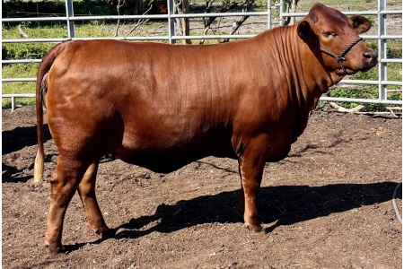 LOT 01 - TA PROM QUEEN HRT (P)