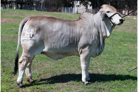 LOT 02 - UF MISS GATOR 24/632