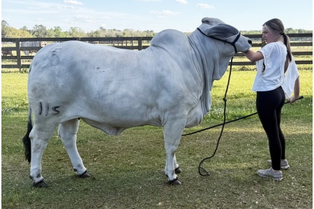 LOT 03 - HF5 MISS ROXY 115
