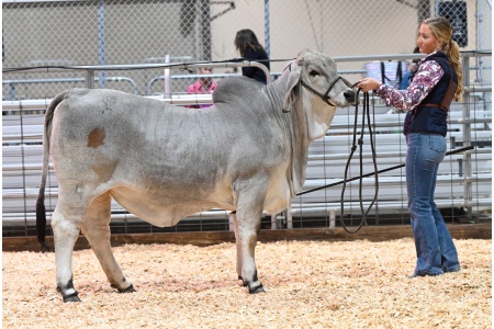 LOT 04 - LGL CHECK'S GIRL 1/4