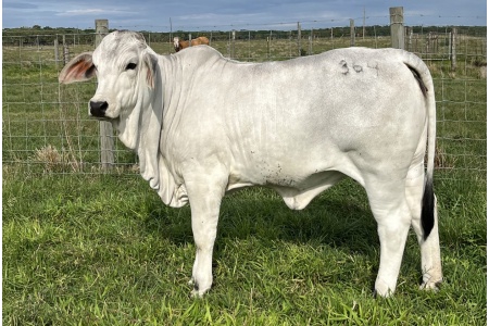 LOT 06 - NC MISS TIKA 369