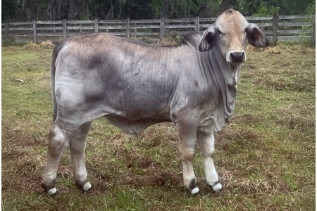 LOT 09 -  KR MISS SUTTON 308