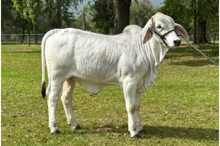 LOT 12 - RAC POLLED CHER 06 (P)
