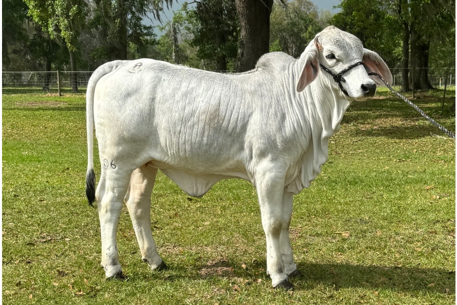 LOT 12 - RAC POLLED CHER 06 (P)