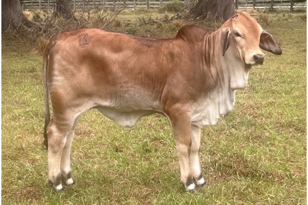 LOT 13 -  KR LADY CASH 309