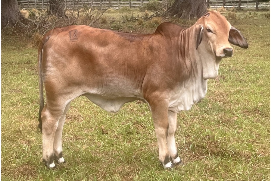 LOT 13 -  KR LADY CASH 309