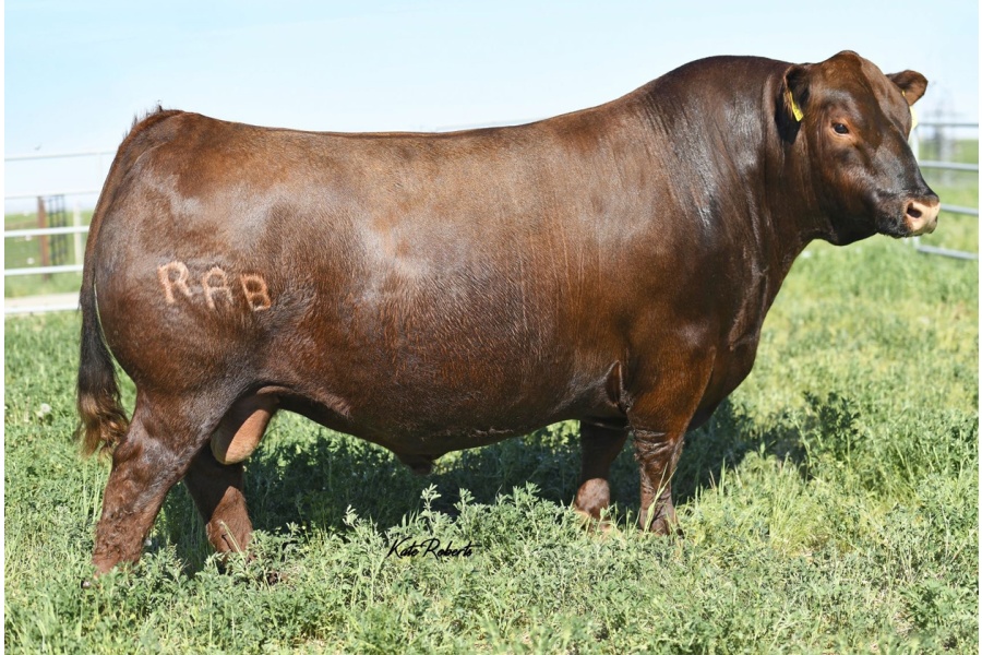 LOT 14 - LSR 502