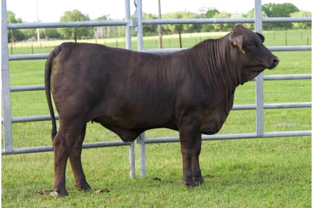 LOT 16 - UF 24/901