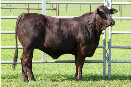 LOT 17 - UF 24/902