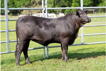 LOT 19 - UF 24/905