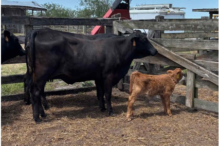 LOT 20A - F-1 Heifer