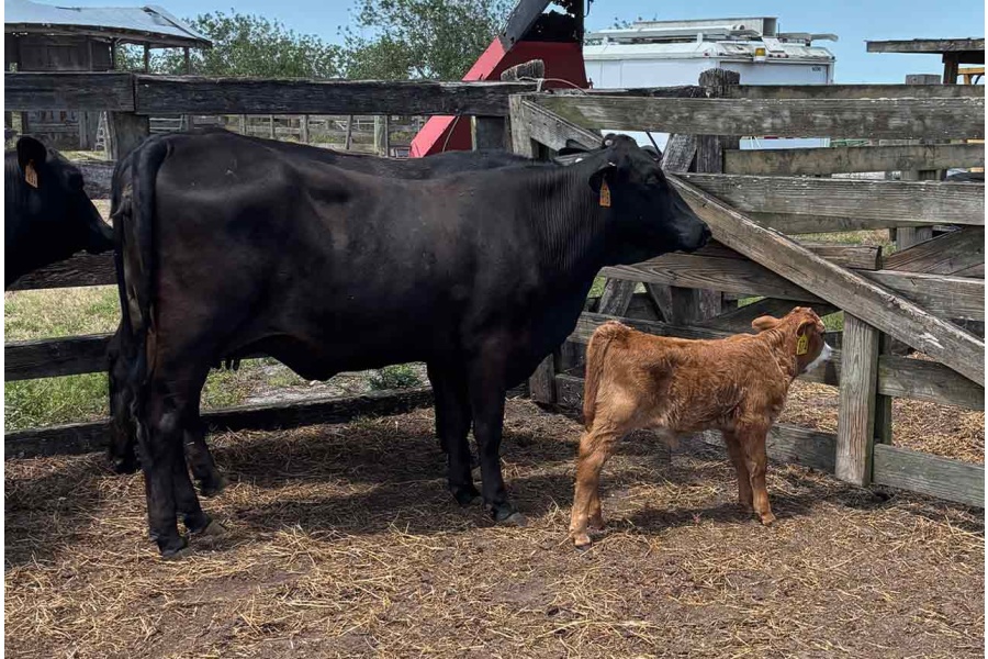 LOT 20A - F-1 Heifer
