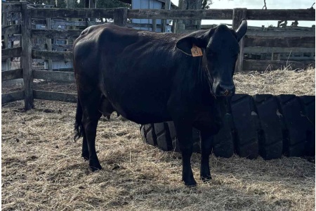 LOT 20B - TAG # 931