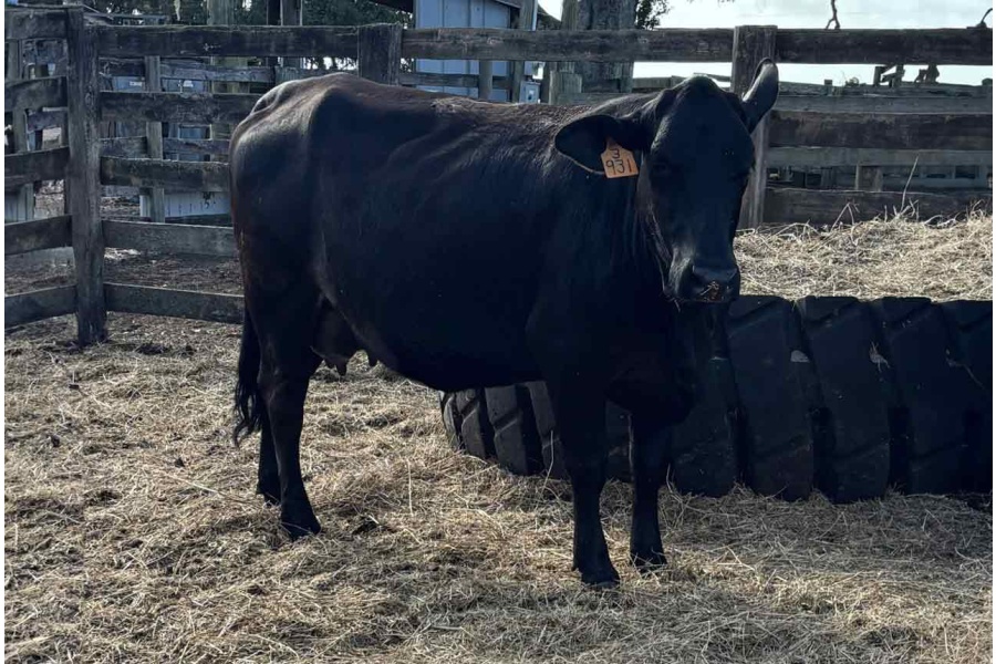 LOT 20B - TAG # 931