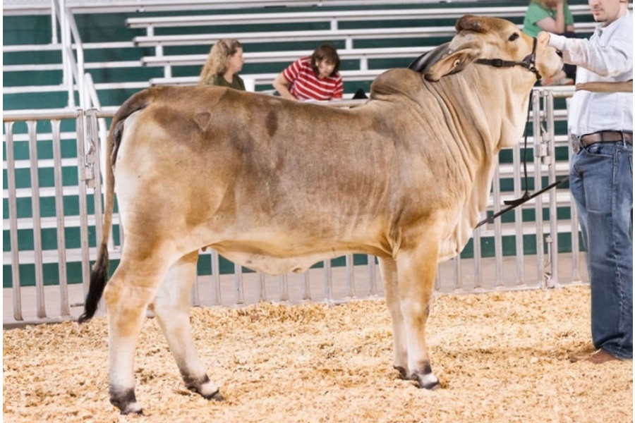 LOT 26 - DMC LADY ERICA 2/4