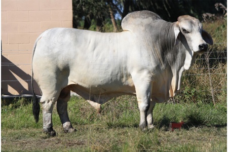 LOT 23 - KCC 292 OF 989-153- (5) FIVE STRAWS SEMEN