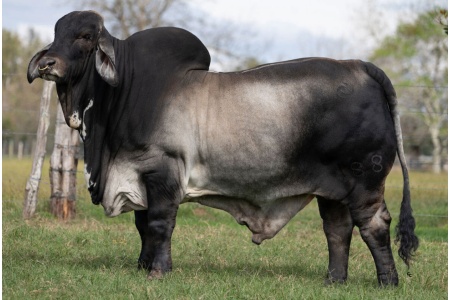 LOT 24 - BRC CHECK'S IN THE MAIL 188 - (3) THREE STRAWS SEMEN
