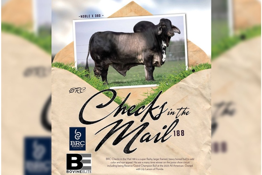 LOT 24 - BRC CHECK'S IN THE MAIL 188 - (3) THREE STRAWS SEMEN