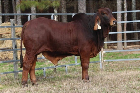 LOT 001 - PB POLLED KASON 153/4 (P)