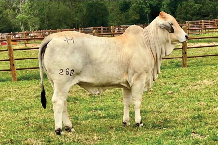 LOT 005 - JDM LADY QUINN MANSO 288 - JM CATTLE