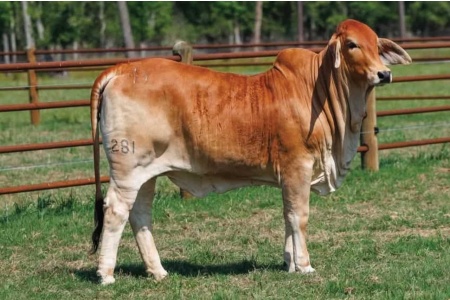 LOT 006 - JDM LADY LIBBY MANSO 281 - JM CATTLE