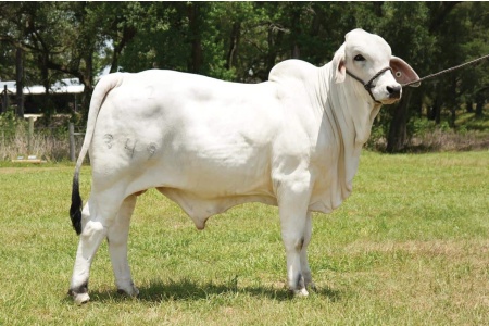 LOT 007 - MR L2 LANDS PRIDE 349 - L2 RANCH