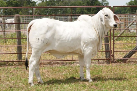 LOT 008 - MISS L2 LANDS PRIDE 347 (S) - L2 RANCH