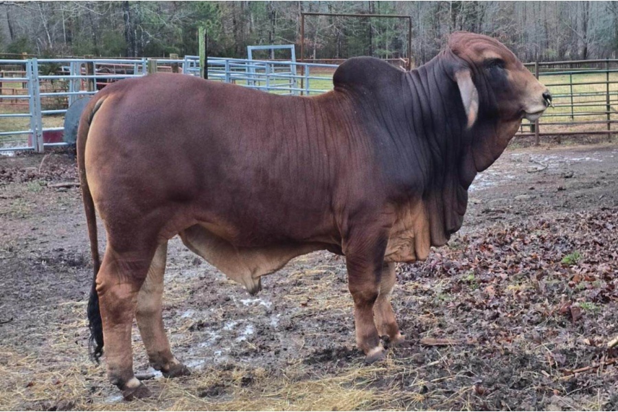LOT 009 - HOF POLLED MR PICKLE (P) - HOLLOW OAK FARMS