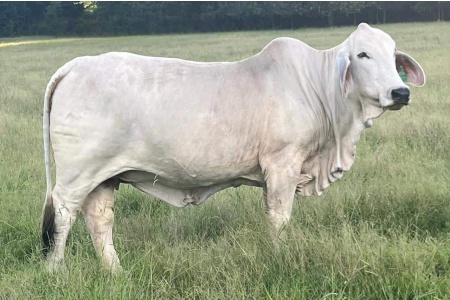 LOT 013 - LMC POLLED MUNECA 102/9 (P) - DIAMOND MC RANCH