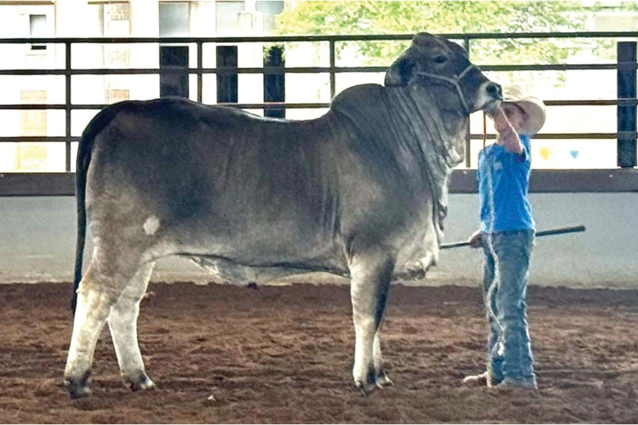 LOT 014 - MISS 4F 198/3 (S) - DIAMOND MC RANCH