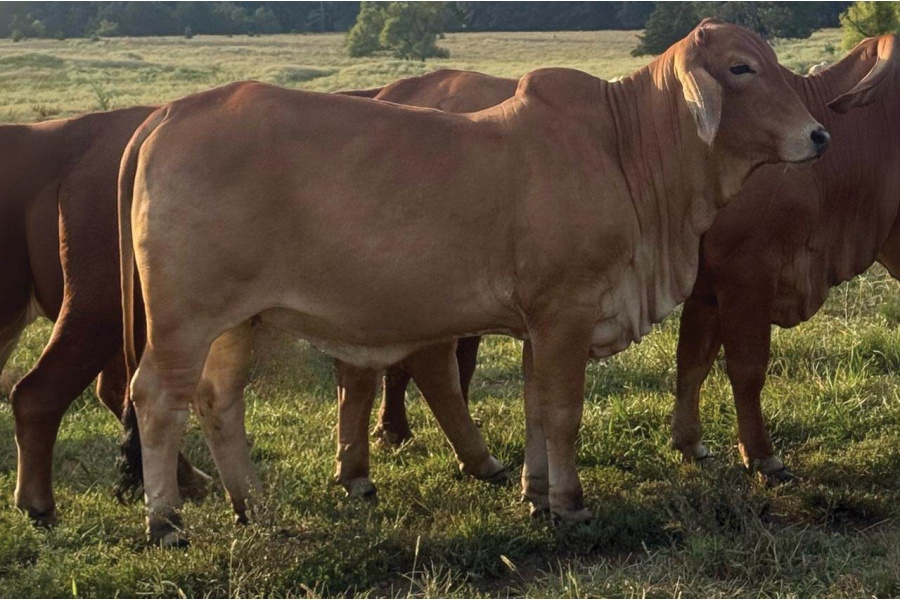 LOT 015 - DMC POLLED SMOKIN CHARLOTTE(P) - DIAMOND MC RANCH