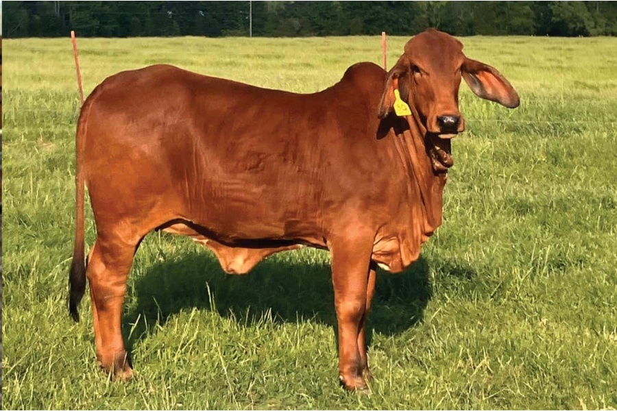 LOT 019 - MS WH BIG HAT 145 (P) - BIG HAT CATTLE