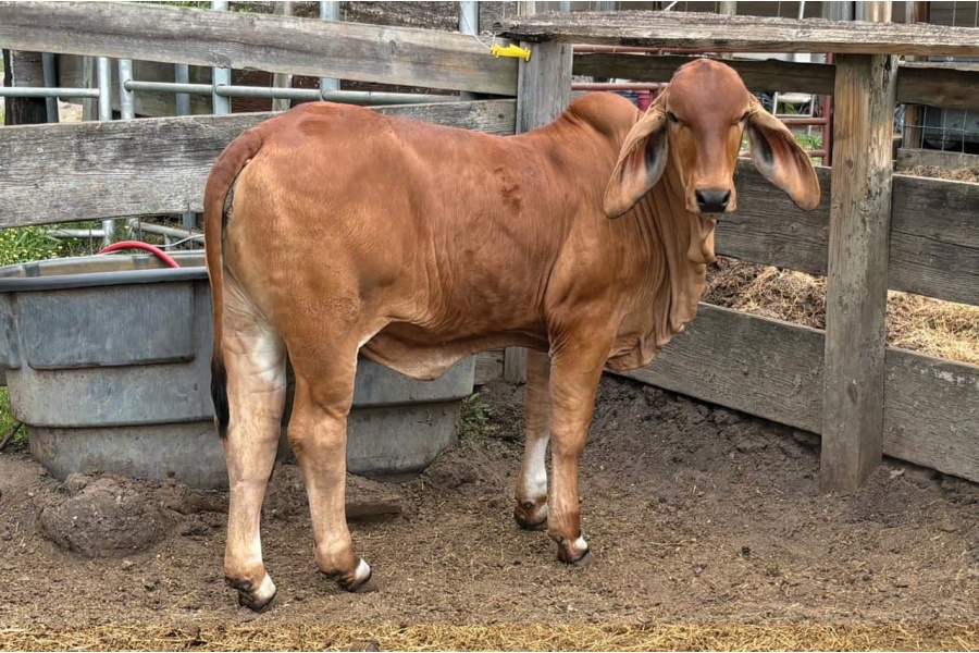 LOT 022 - PF HK BETTY & LOT 023 - PF HK TEMU - PORTER FARMS