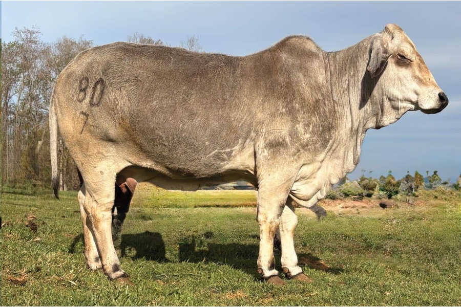 LOT 027 & 027A -MISS CIRCLE F 80/7 - LS CATTLE