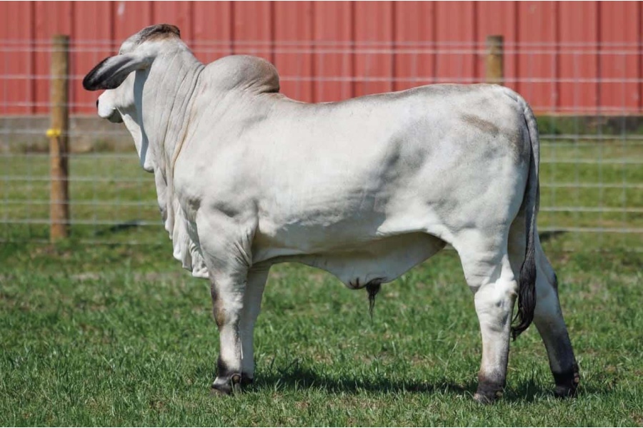 LOT 032 - JDM MR MAX MANSO 287 - JM CATTLE