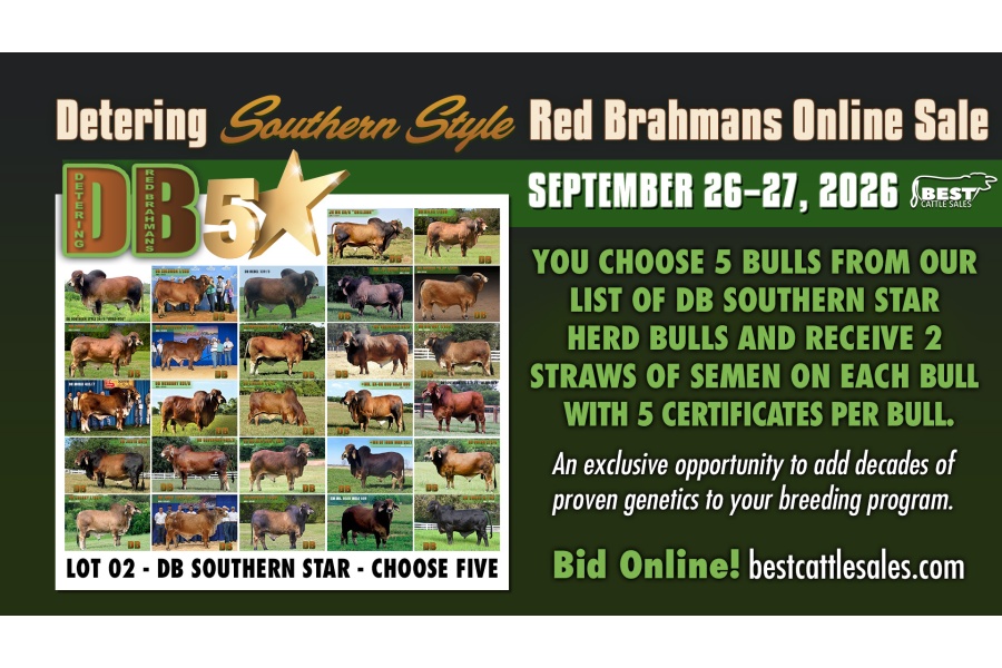 LOT 02 - DB SOUTHERN STAR SEMEN LOT