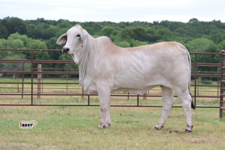 LOT 06 - MISS GLORY BE 76