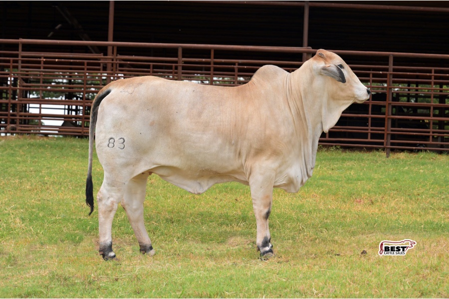 LOT 02 - MISS GLORY BE 83 (S)