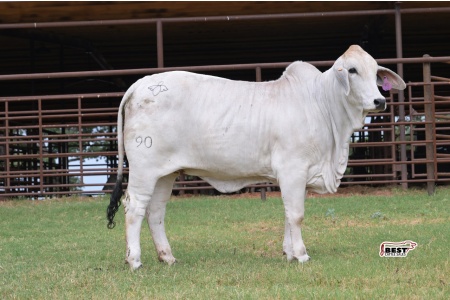 LOT 07 - MISS GLORY BE 90