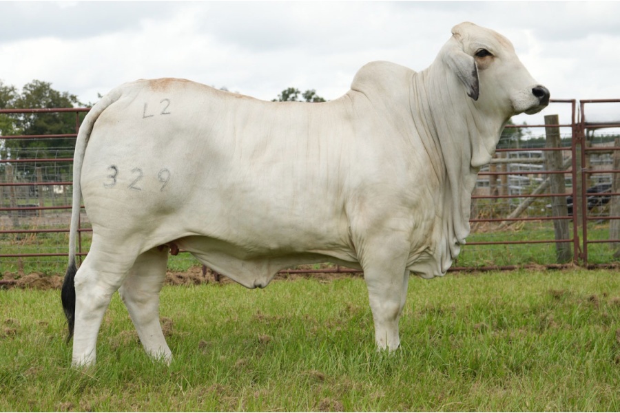 LOT 001 - MISS L2 LANDS PRIDE 329 - L2 RANCH
