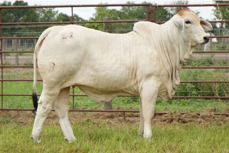 LOT 003 - MISS L2 LANDS PRIDE 359 (P) - L2 RANCH