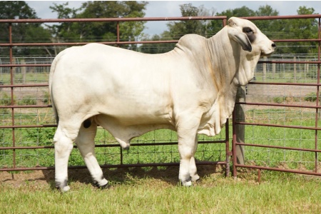 LOT 004 - MR L2 LANDS PRIDE 350 - L2 RANCH