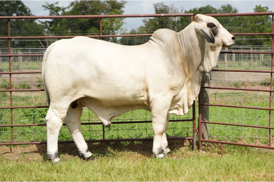 LOT 004 - MR L2 LANDS PRIDE 350 - L2 RANCH